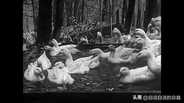 鸭：一鸭战四虎？弹射胜航母？鸭子的真相，也许超乎你的想象