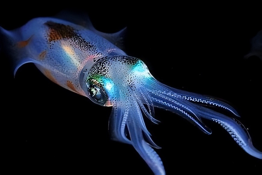 四维生物真实存在吗,四维生物空间的危害