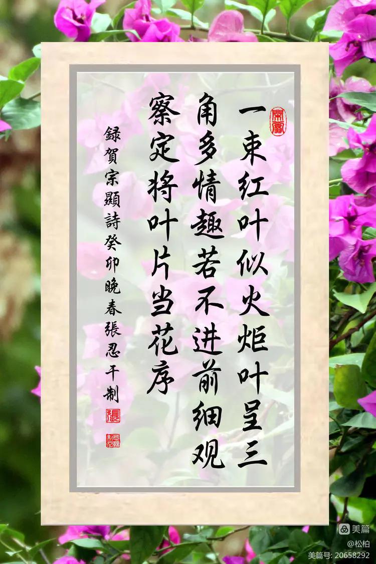 【松柏】（十四）潜情三角梅