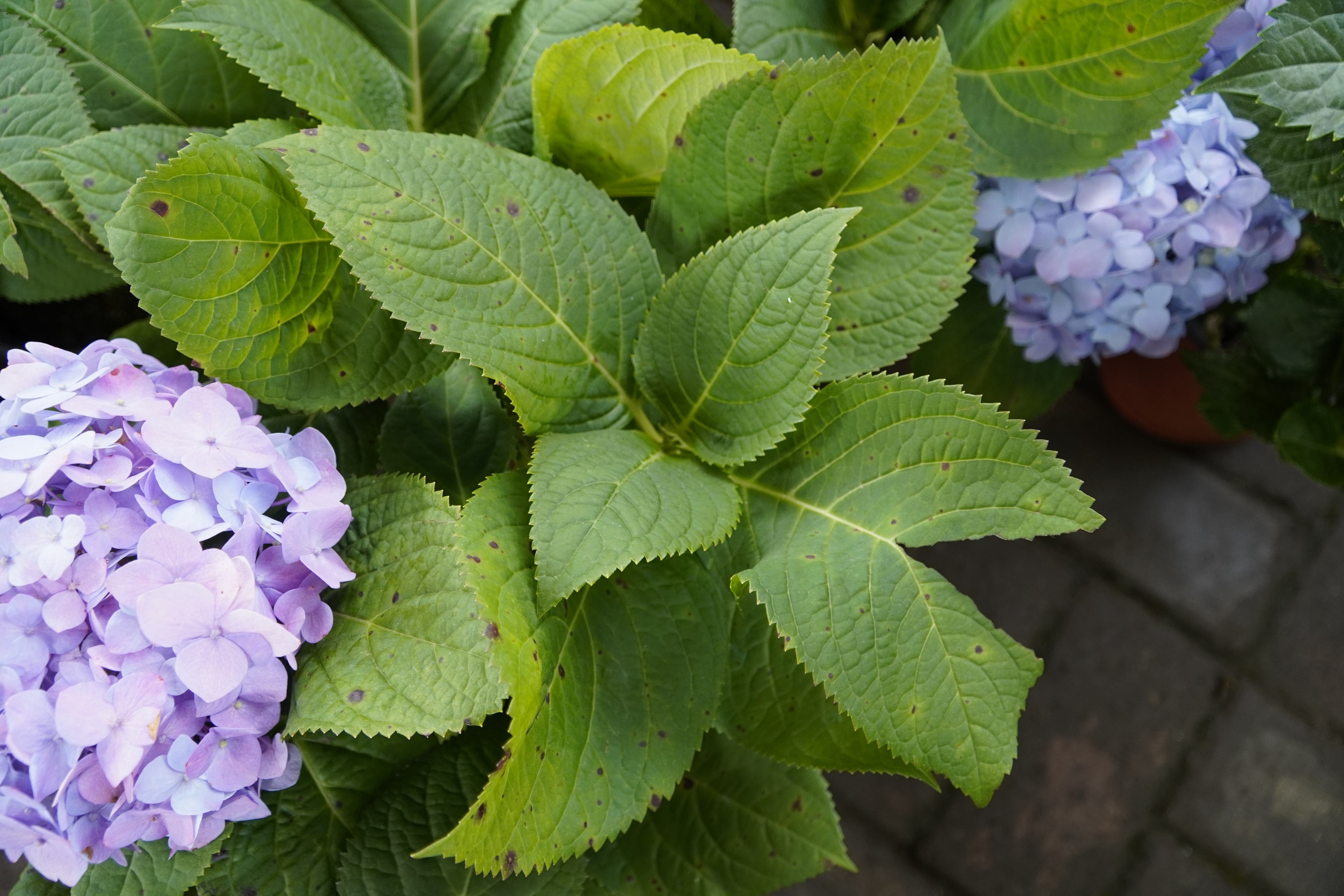 新手买花的正确方法,一招教你买花不踩坑