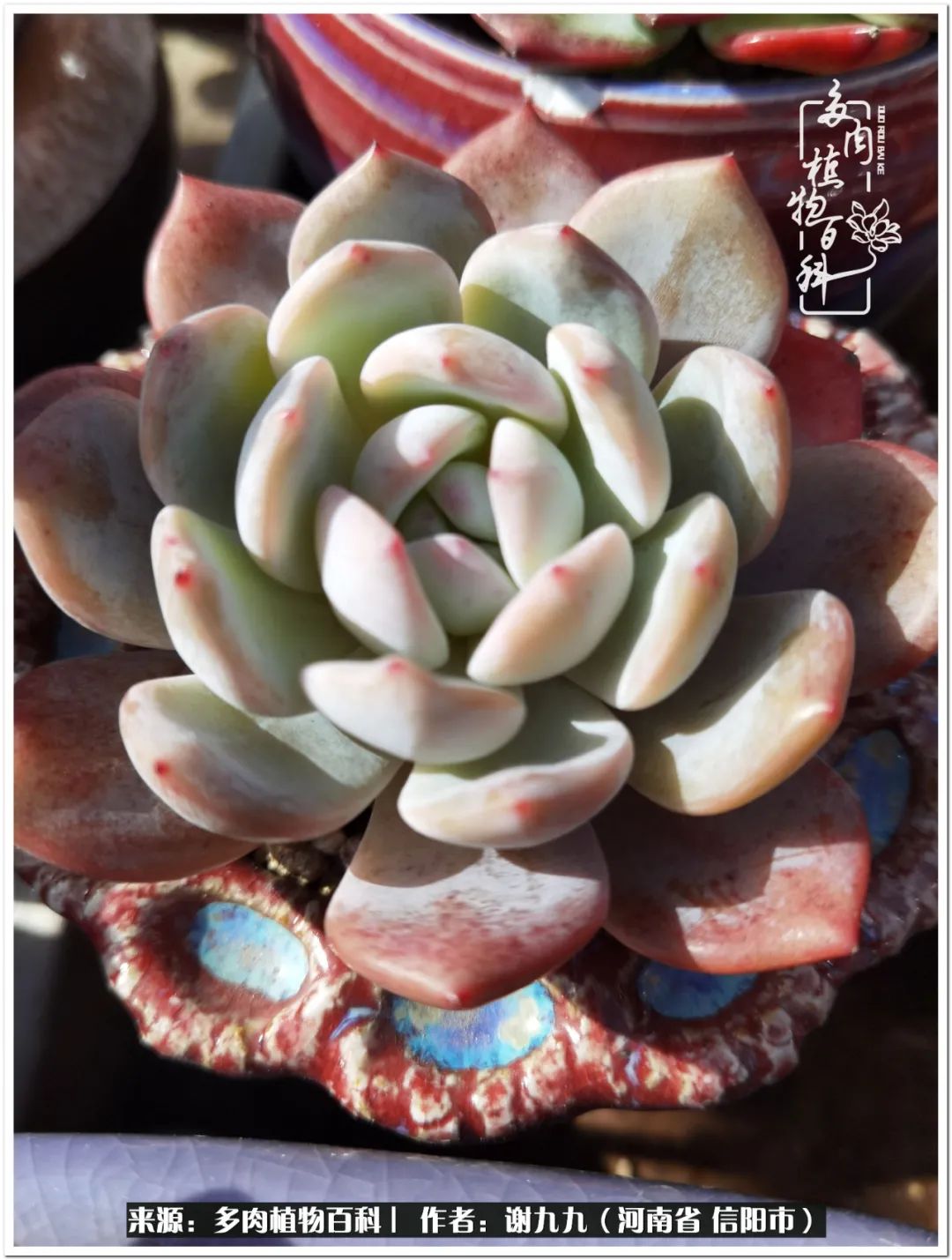 与多肉植物在一起的感怀,与多肉同行