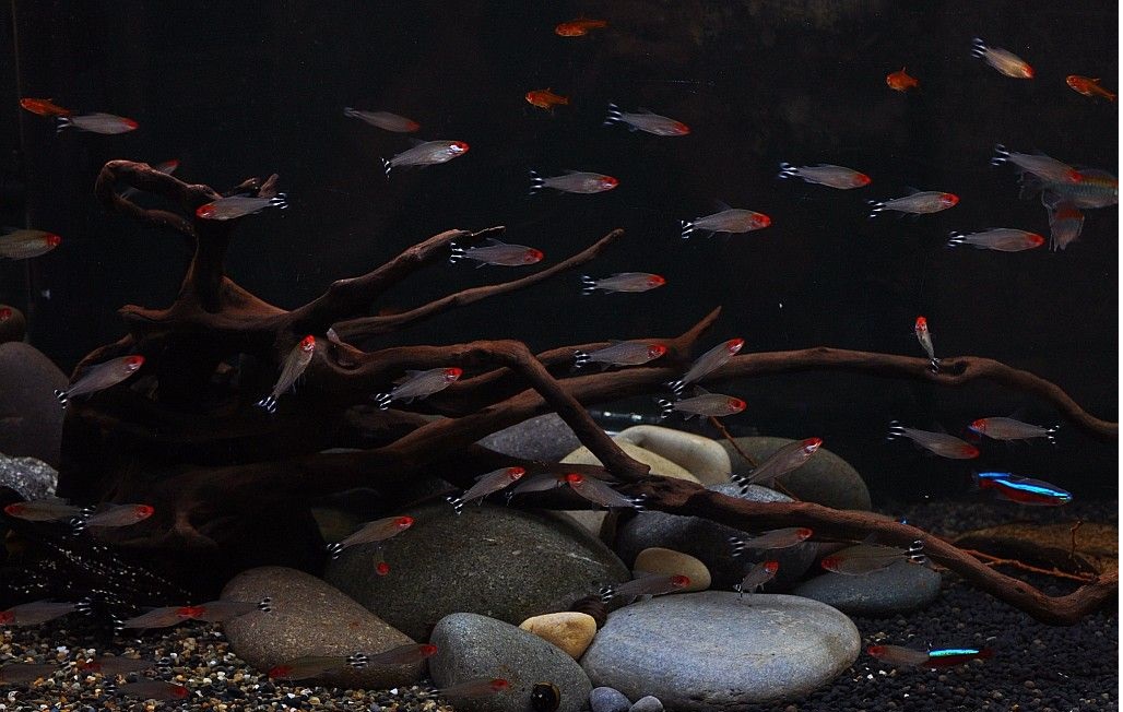 鱼缸里粪便过滤不干净怎么办,下过滤鱼缸粪便漂浮物如何处理