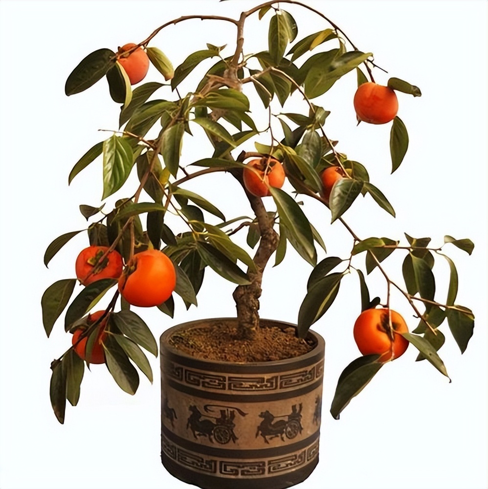 门前左右两边种树风水怎么说,自家门前种树风水讲究什么