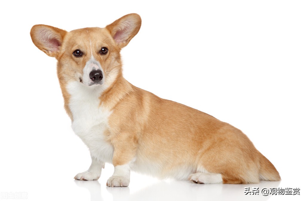 怎样改掉柯基狗龇牙的毛病,如何纠正柯基犬咬人