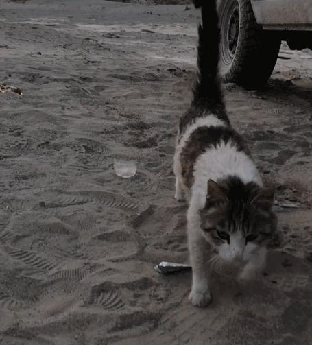 罗布泊流浪猫是怎样活下来的,罗布泊深处发现流浪猫