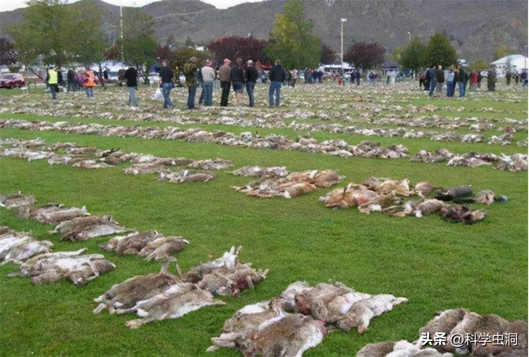 澳洲的野兔泛滥成灾的主要原因,澳洲野兔泛滥源头