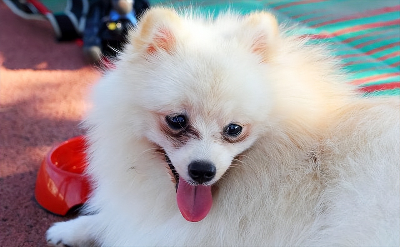 哪种狗最好养又省钱不生病,有这几种特征的狗尽量别养