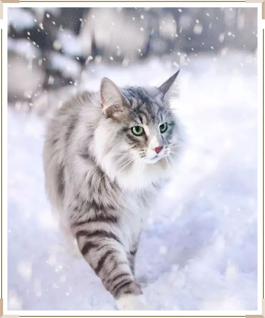 挪威森林猫为什么爱掉毛,为什么挪威森林猫喜欢外出