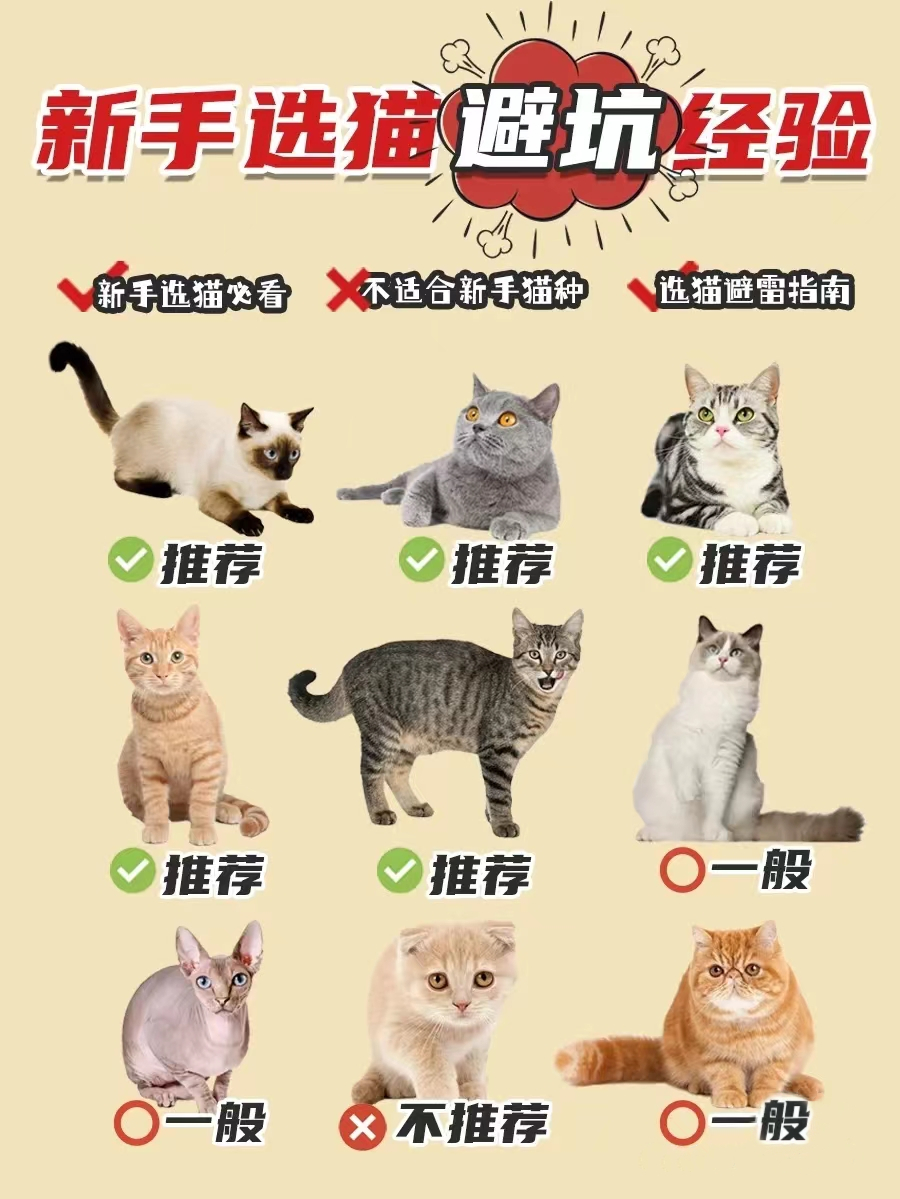 不同品种猫的习性,银渐层猫配什么品种的猫最好