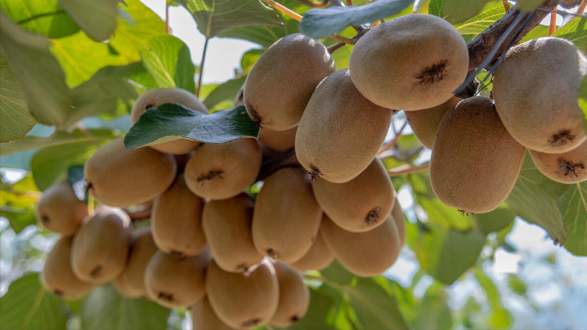 怎么做好农村家庭农场,想要经营家庭农场你必须知道这些