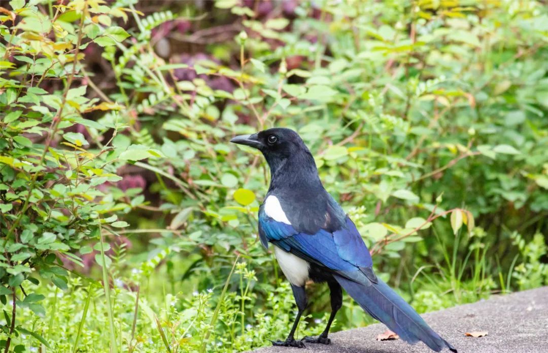 面包夹知识,面包夹心冷知识