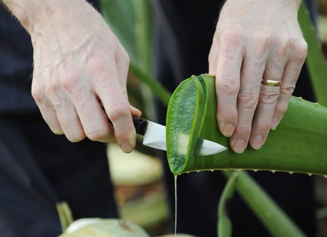 瑷露德玛产品加盟排行榜,瑷露德玛产品加盟商机