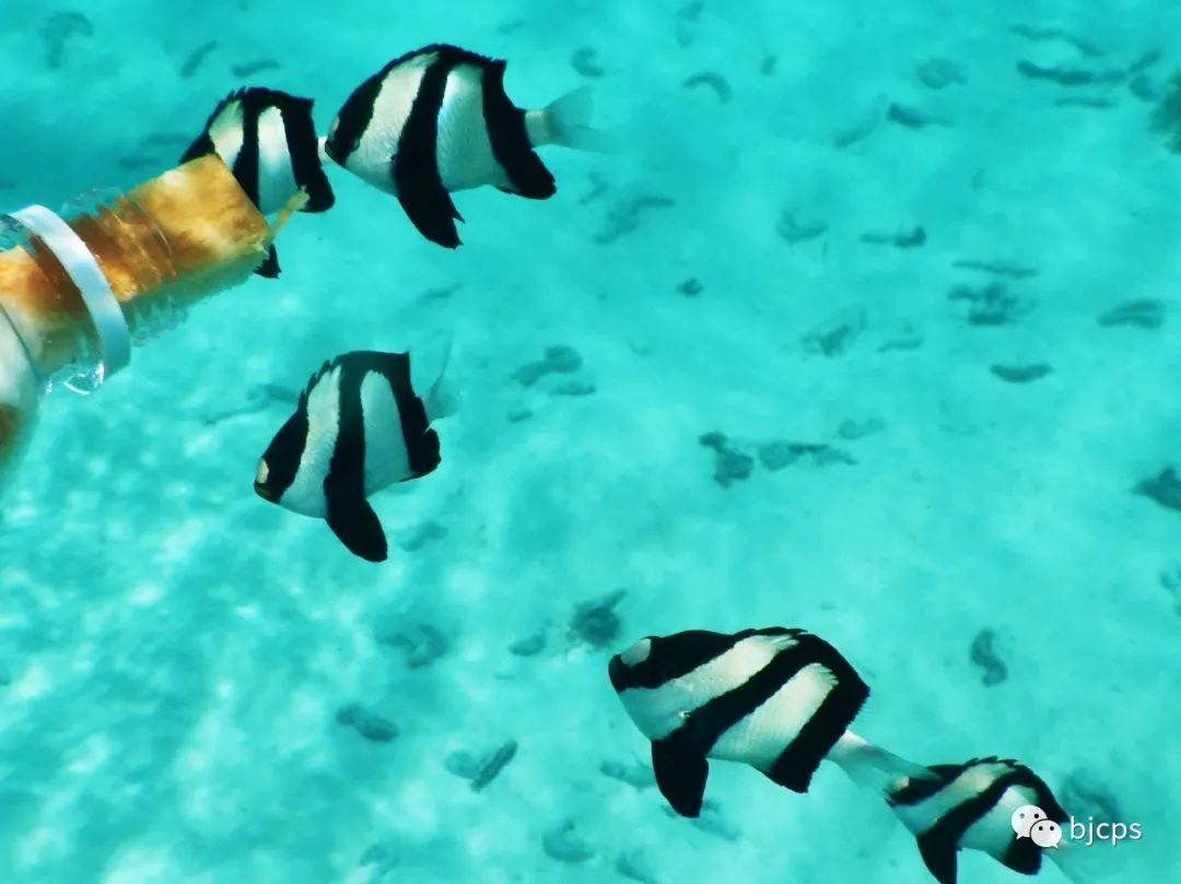 塞班岛免签政策45天还是14天,为什么塞班岛免签