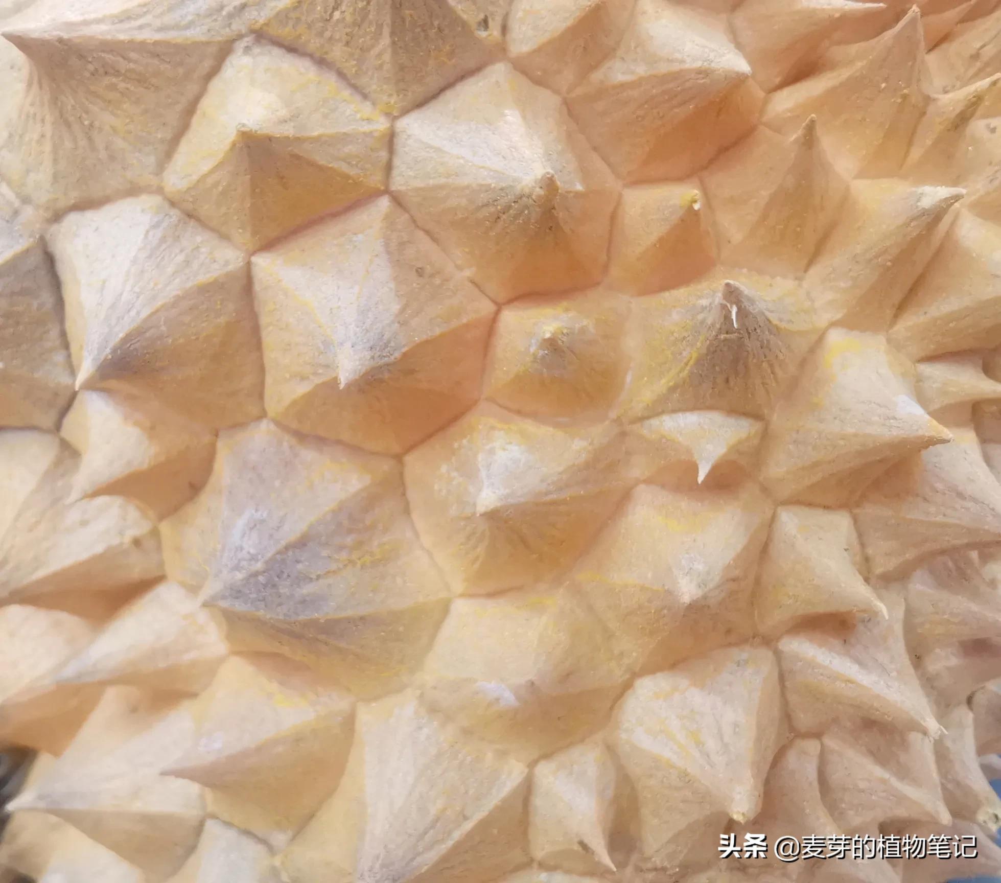 有一等臭果，番名赌尔焉