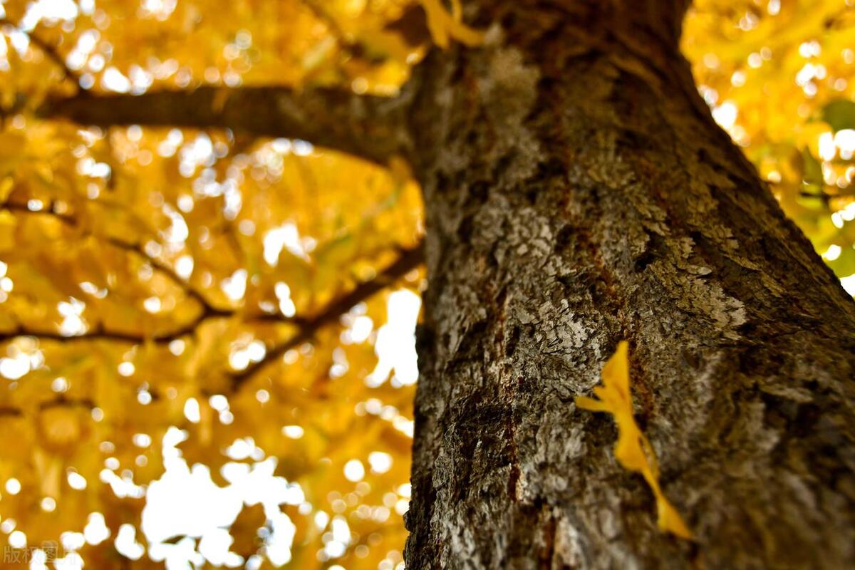 尼康z50和d7500有啥区别,尼康z50和佳能d7500如何选择