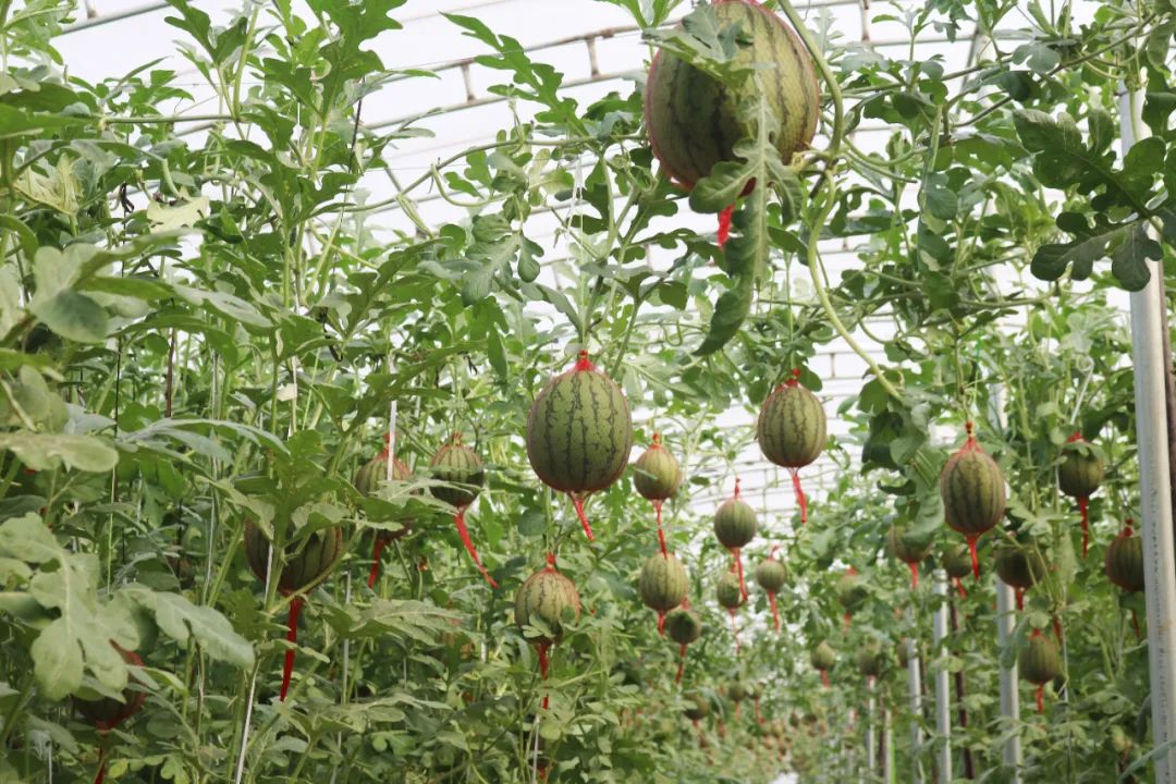 休闲农业与乡村旅游项目分析,休闲农业与乡村旅游什么时候开始