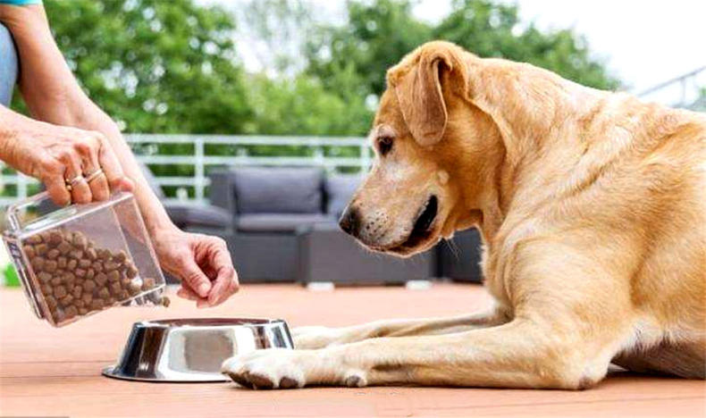 原来狗狗绝育有这么多好处,一大半你都不知道