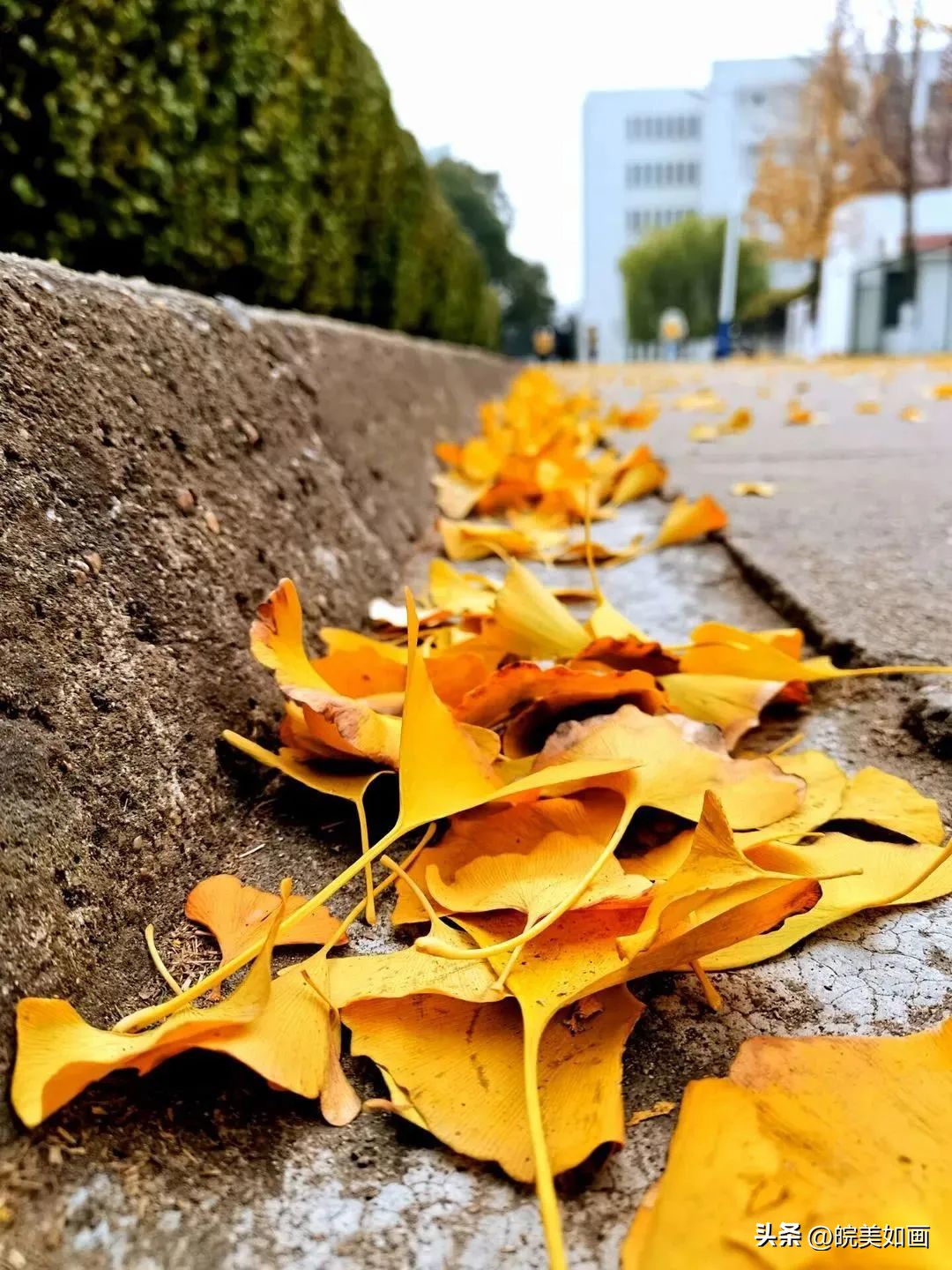 安徽大学好看的风景,高校最美秋景
