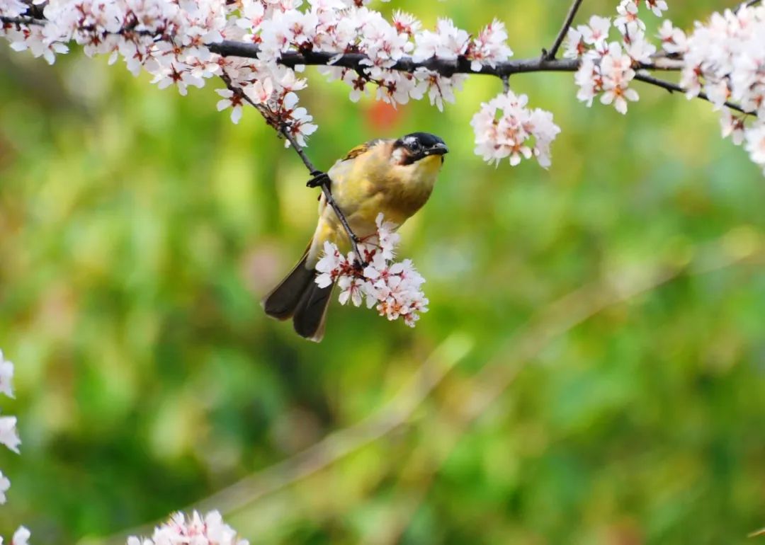 未来合肥绿水青山的美丽图景,合肥市青山绿水