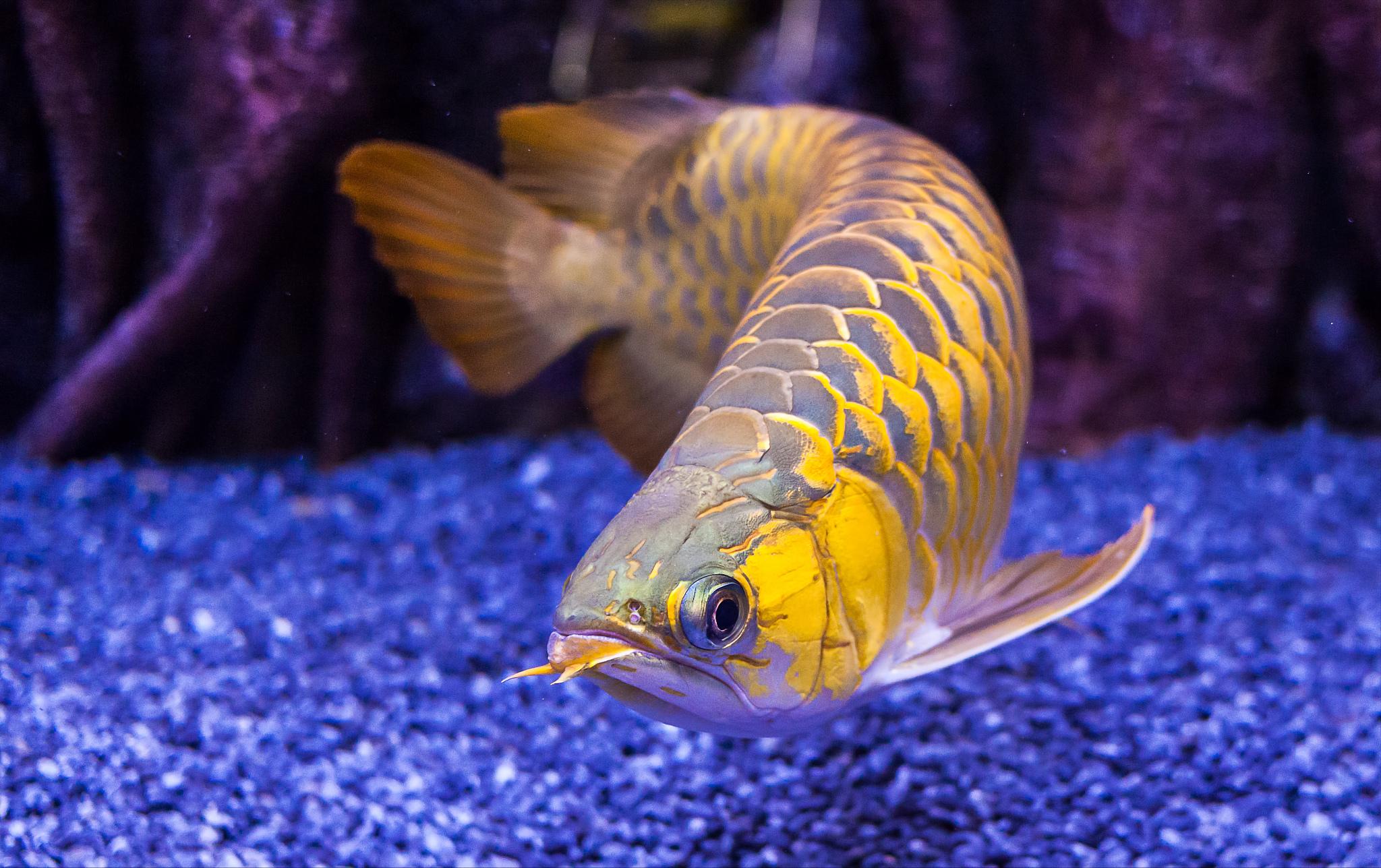 龙鱼尾巴有白点怎么回事呢,龙鱼尾巴上有白疙瘩是什么