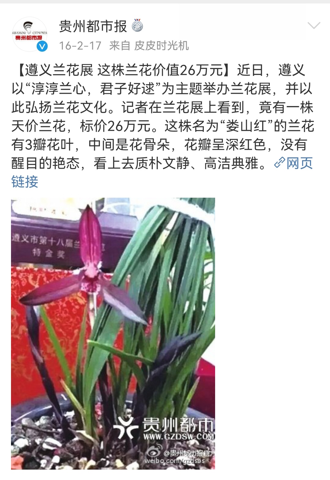 春兰滇红素和娄山红哪个更值得养,春兰娄山红一苗冬天能开花吗