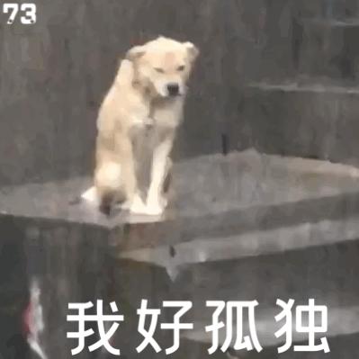 小狗给小狗撑伞表情包,小狗洗澡可爱超萌表情包