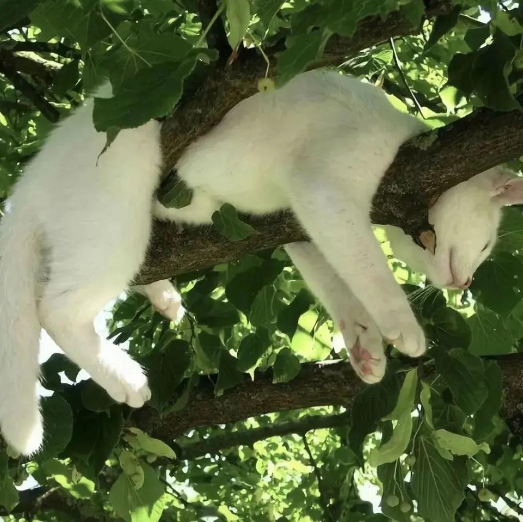 小众背景图朋友圈,干净小众背景图纯色