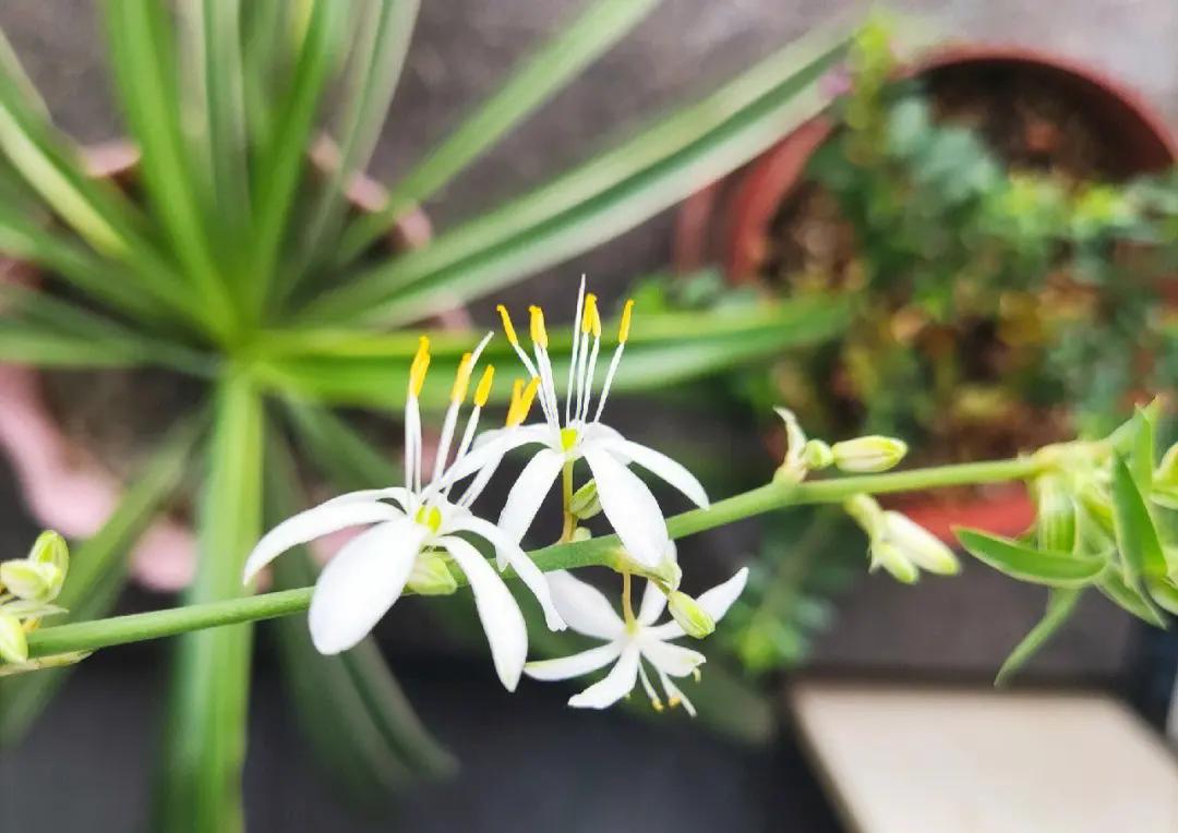 养吊兰注意这几点让其蹭蹭长爆盆,怎样让吊兰爆盆叶子厚而绿