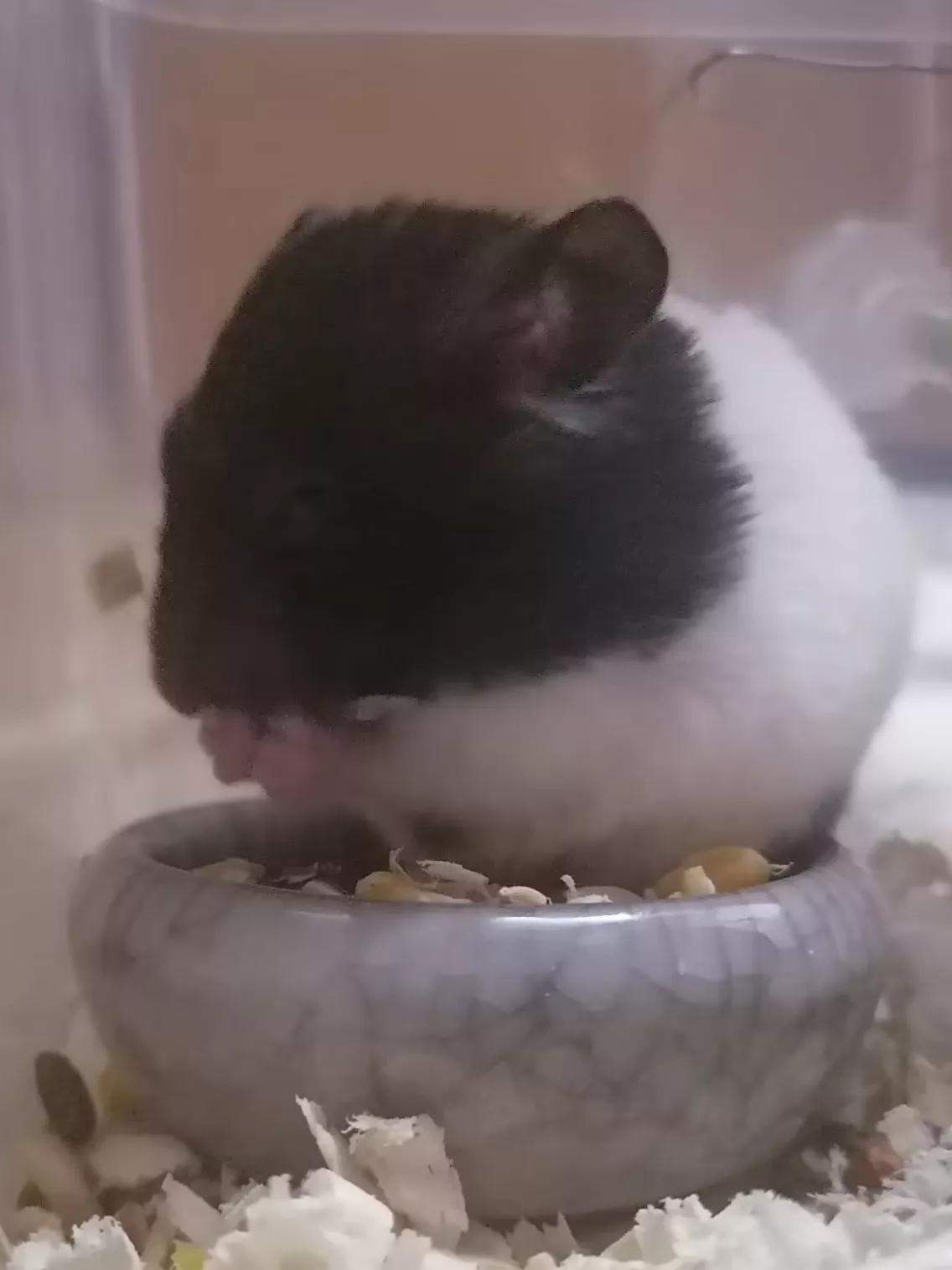 熊熊饲养,熊熊饲养方法