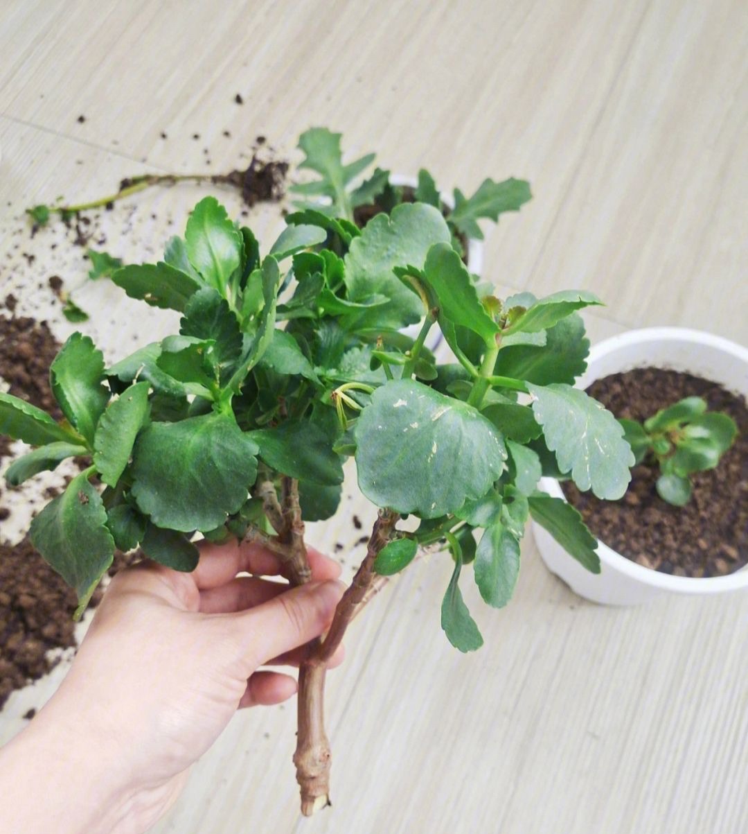 这8种花最旺家只需养一盆,什么花好看18种花又好养