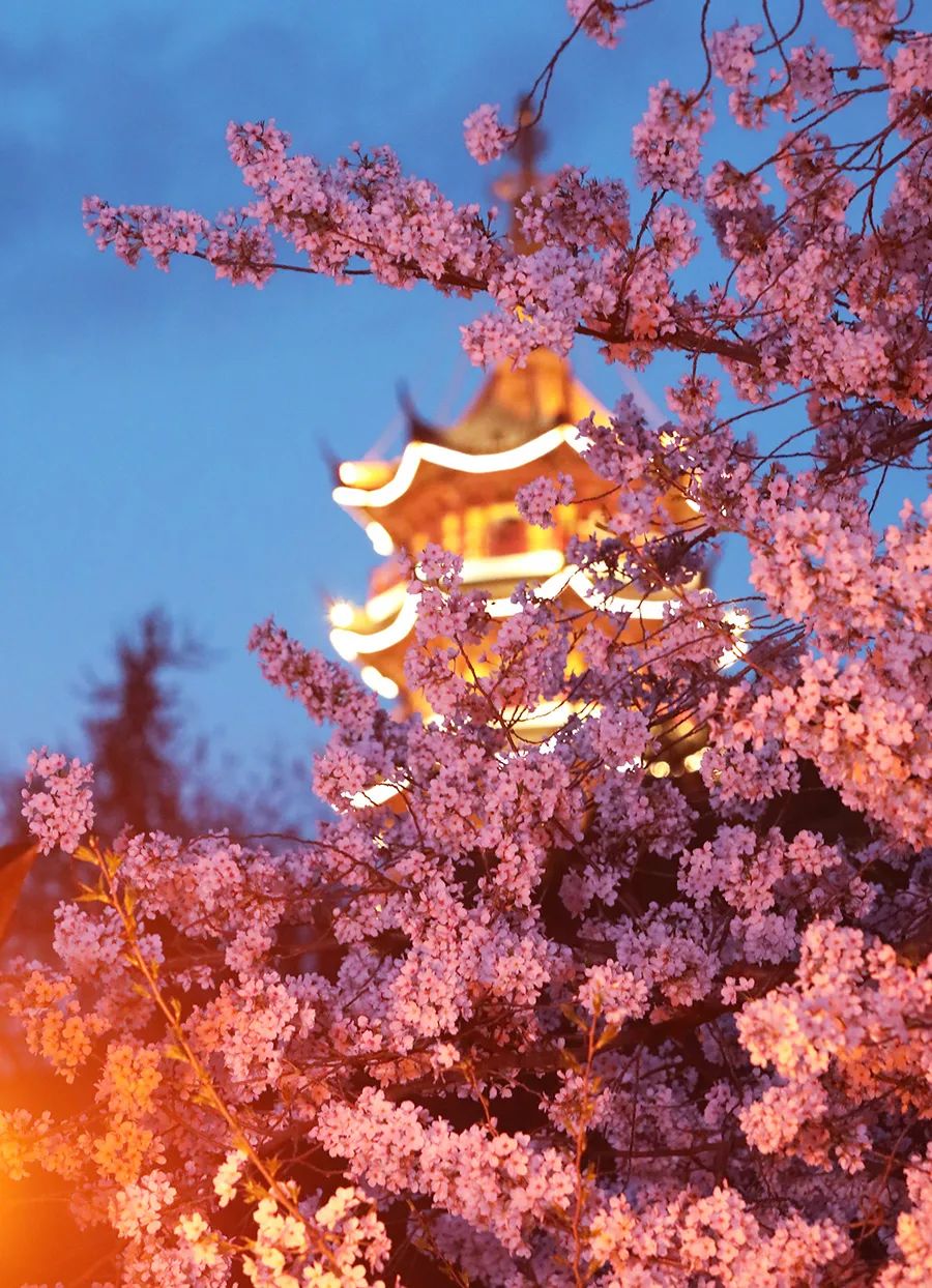 染井吉野樱花是什么樱花,大岛樱花和染井吉野樱的区别