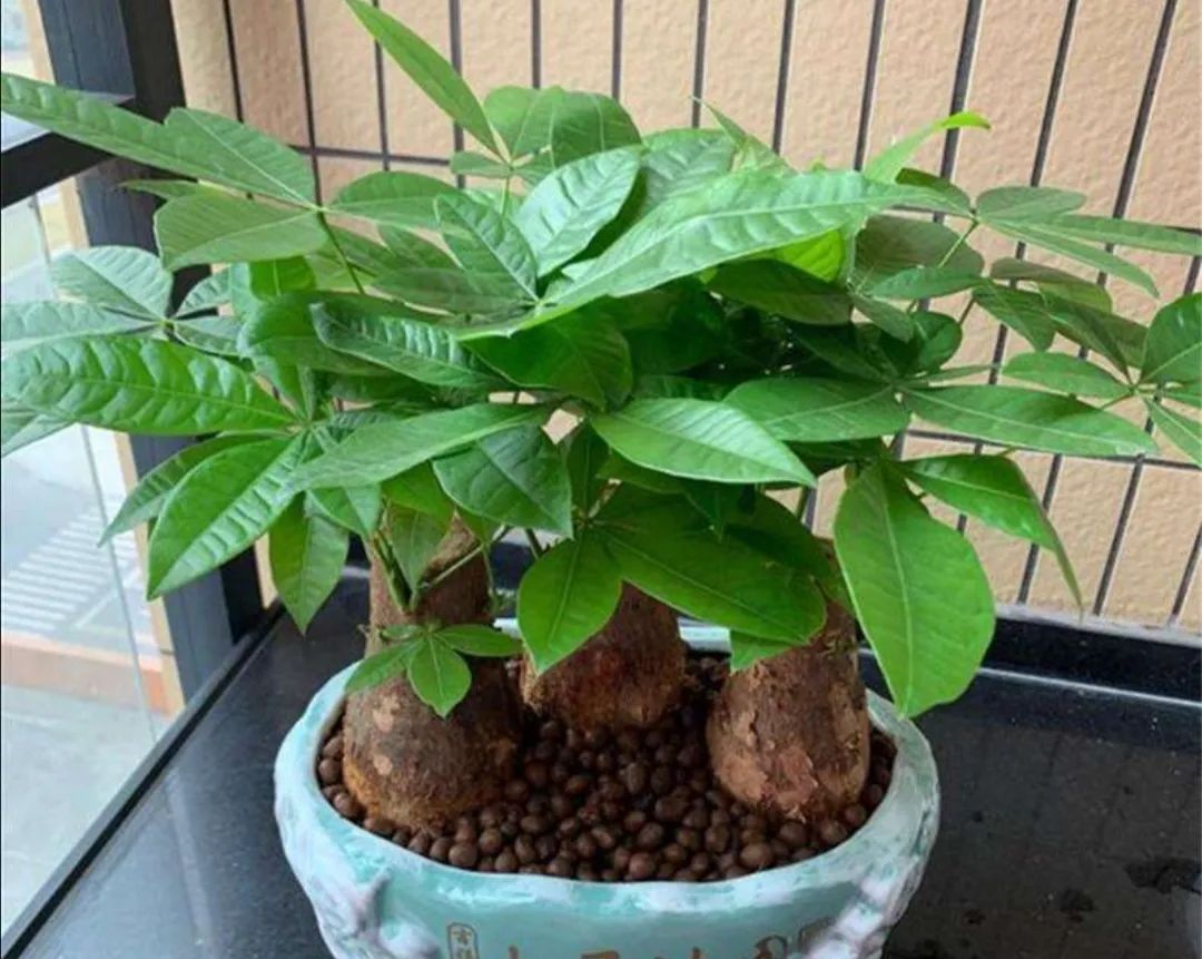 招财树叶子枯黄掉叶小妙招,招财树叶子发黄掉落怎么补救