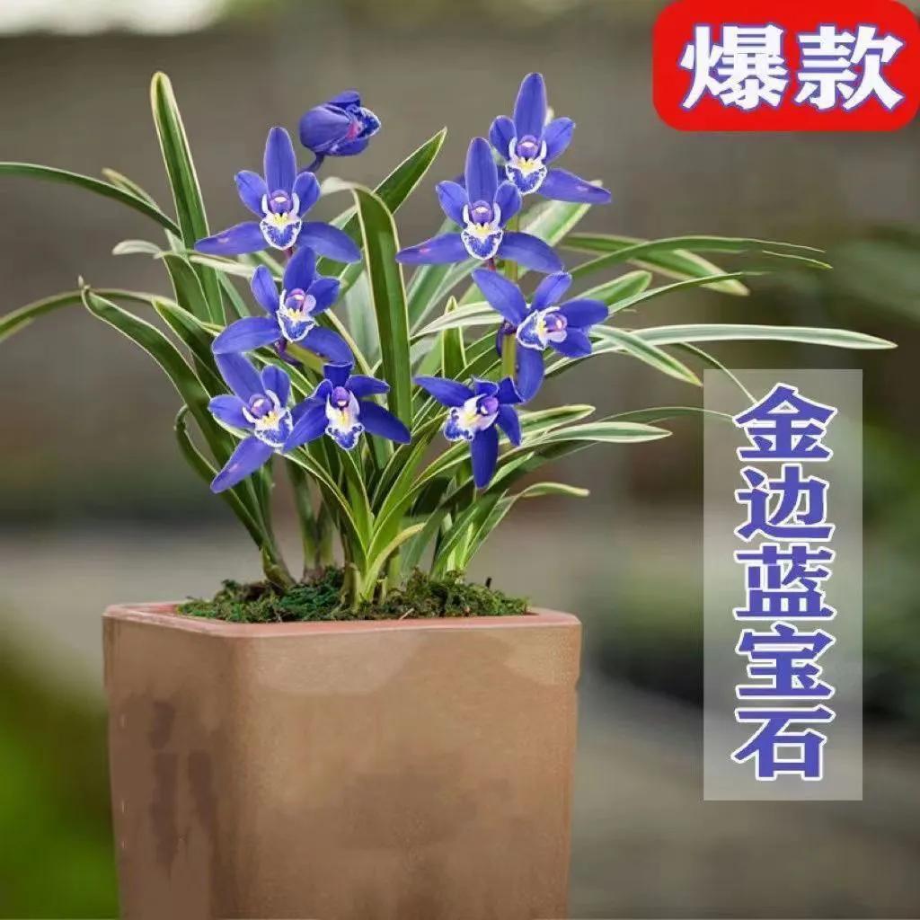 网购兰花如何防骗,如何在网上买兰花不上当