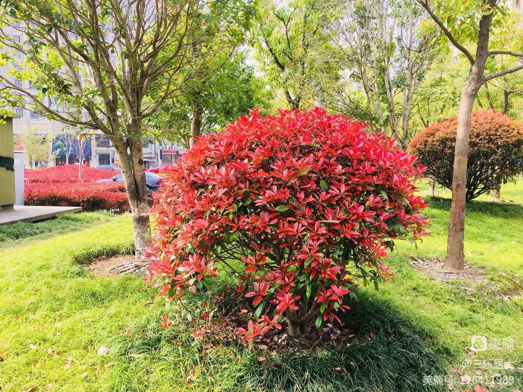 红花檵木的历史故事,白花檵木