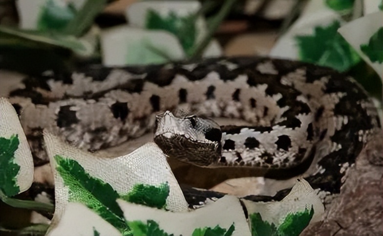 「原来欧洲有这么多种蛇？！」偷师卡塞尔的豢龙大师·下