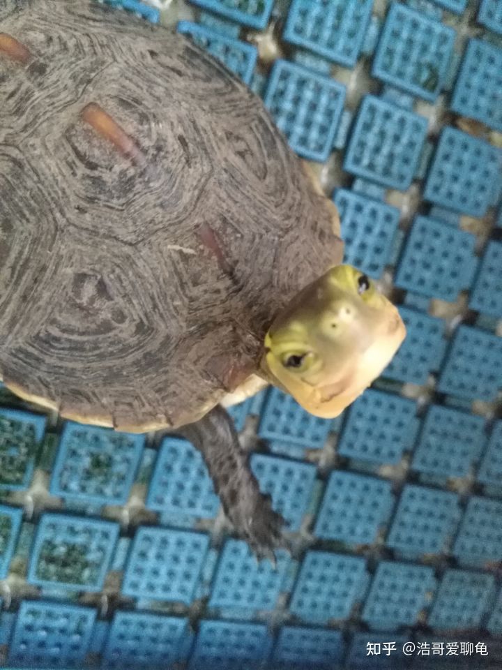 养龟活动心得,草龟新手技巧