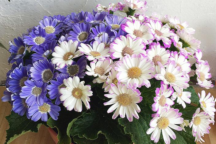 春季养这6种花请别再频繁浇水了,3种花漂亮又好养