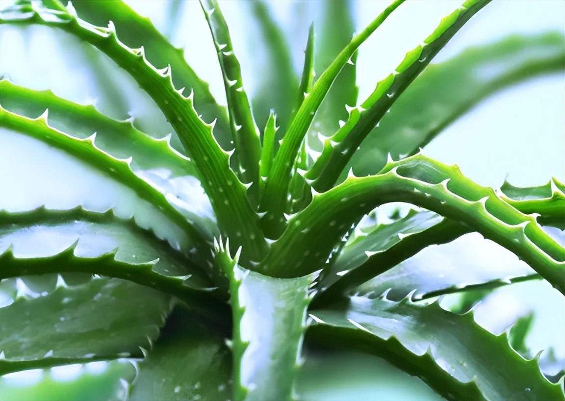 现代装修适合摆放哪些花,装修好屋里摆放什么花