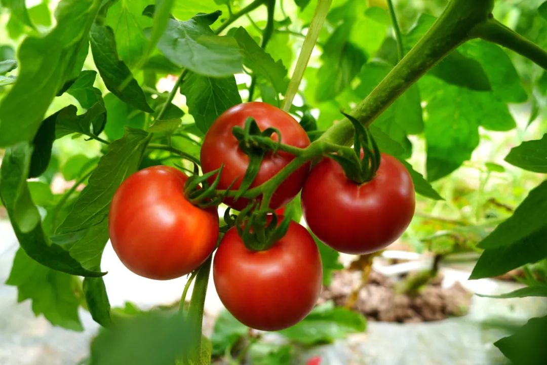 可可爱爱！华硕园里的“高颜值”小番茄成熟啦！