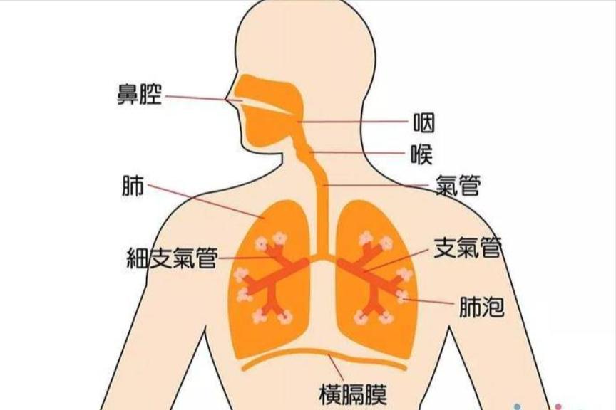 儿童急性支气管炎和急性鼻炎症状,急性支气管炎的症状和表现