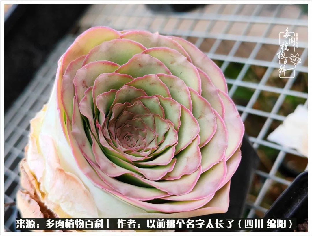 夏天山地玫瑰,小清新山地玫瑰