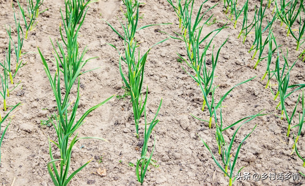 大蒜清明过后怎样浇水施肥,辽宁春分种大蒜什么时候施肥浇水