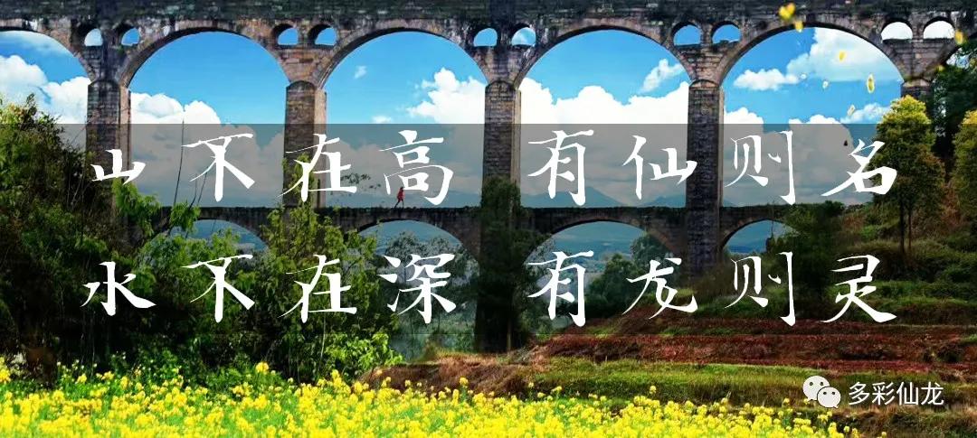 永川仙龙油菜花基地,仙龙油菜花节