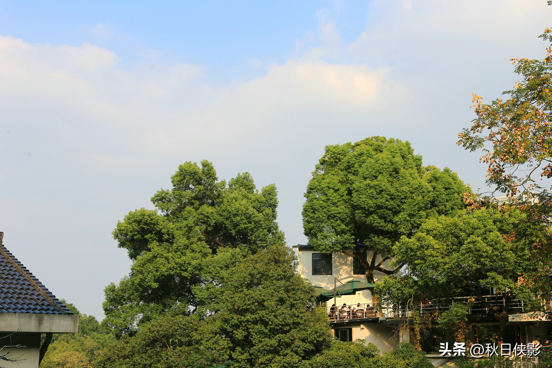 杭州赏桂花最佳处,杭州看桂花的最佳地方