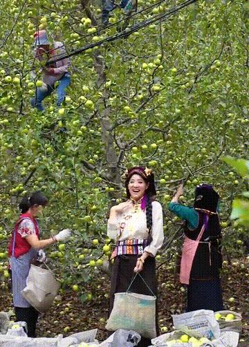 四川女孩嫁西藏带动全村人致富,四川姑娘放弃欧洲工作嫁到藏区