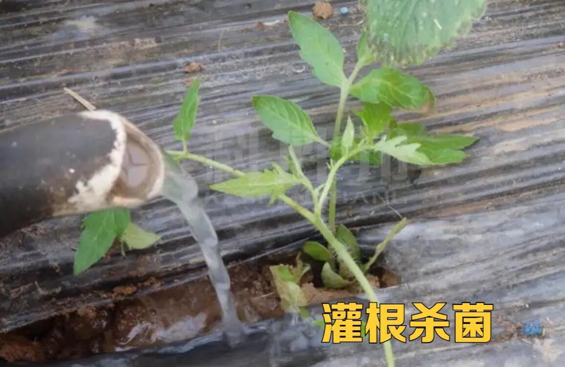 土传病害土壤如何处理,土传病害防不胜防如何彻底解决