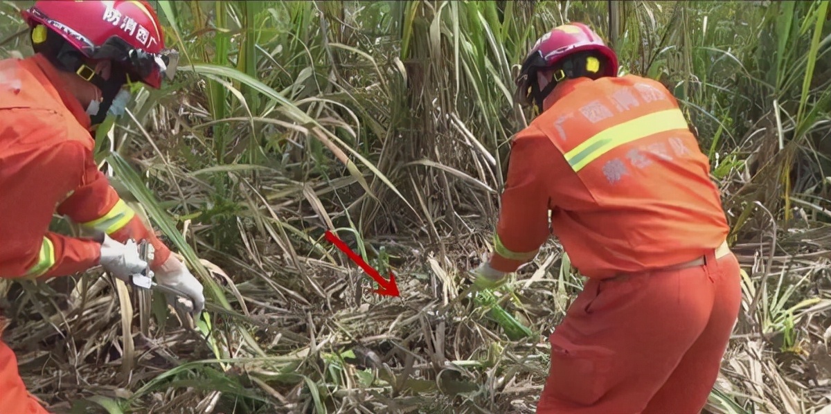 2米长大蟒蛇吓坏居民,深山出现巨大蟒蛇