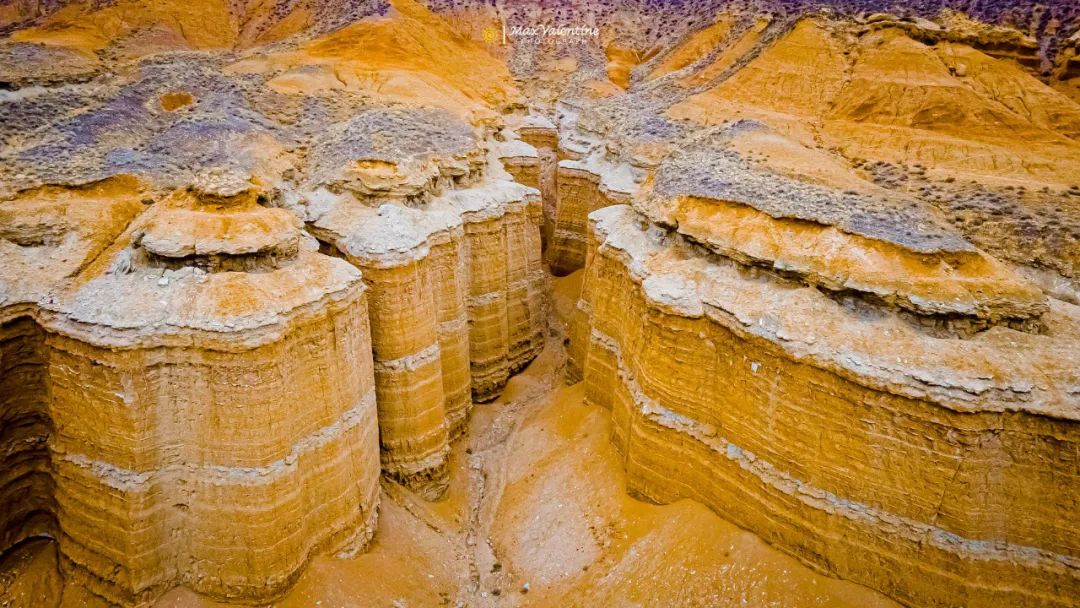 全世界仅存三处！一年只美21天！这场“黄金盛宴”，只因它而起