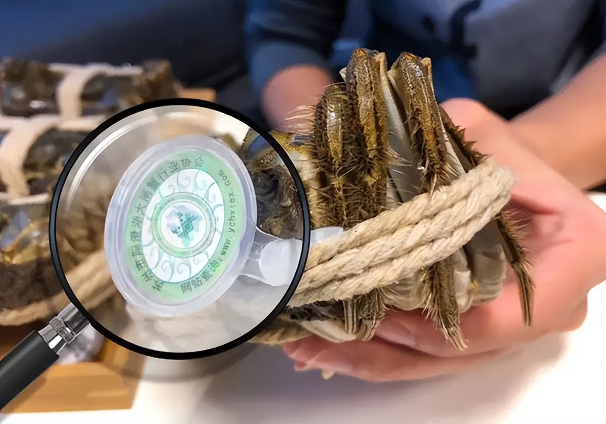 真正的阳澄湖大闸蟹一年产量多少,一年卖出300亿的阳澄湖大闸蟹