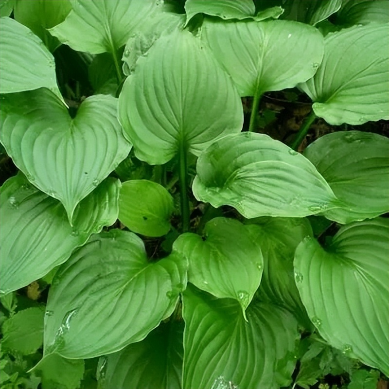 家里不栽梧桐树的原因,家中海棠有什么说法